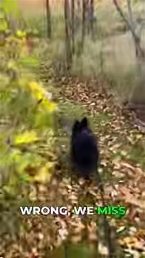 Stop Only Seeing What's Wrong With Your Dog