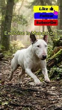 Miniature Bull Terrier Pros & Cons 🐶 5 Shocking Problems You MUST Know Before Owning One!