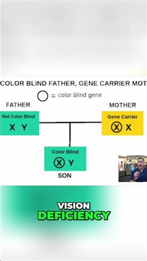 Color Vision Deficiency Understanding Genetics & Inheritance