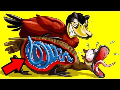 Worst Mating Rituals In Animal Kingdom