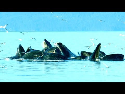 How Humpback Whales Team Up for Epic Bubble Net Hunts