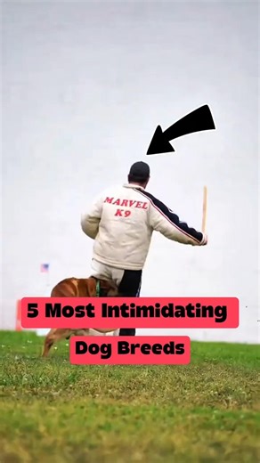 5 Most Intimidating Dog Breeds 😳🐕