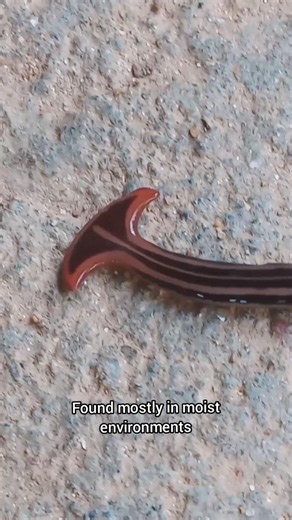 Hammerhead Flatworm: The Alien-Like Regenerator 🪱✨