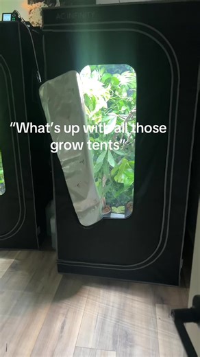 Exploring Reptiles: Jackson and Panther Chameleons