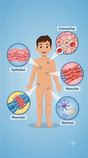 What Are Tissues? | Plant & Animal Tissues Explained | 7 Science #biology #cellbiology #humancell