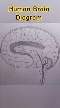 Dimag ka chitra l Human Brain Diagram l #drawing #class10 #studywithme #biology #boardexam
