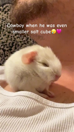 Cute Guinea Pig's Adorable Cowboy Moment