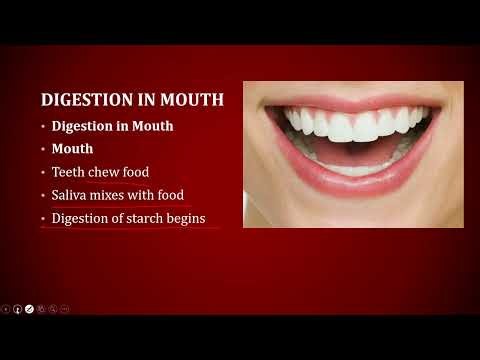 Class 7 Science Chapter 2 | Nutrition in Animals | Full Chapter Explanation | NCERT