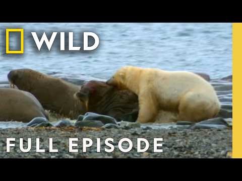 Brawls for Survival (Full Episode) | Animal Fight Night Compilation | Nat Geo Animals
