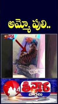Tiger Spotted in Madhya Pradesh | V6 Teenmaar