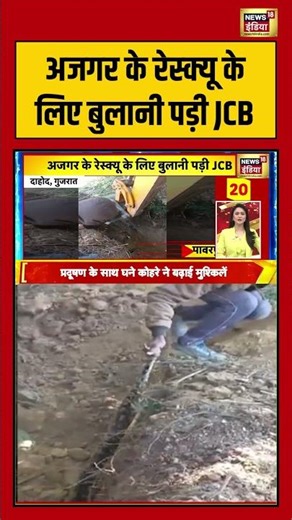 अजगर के रेस्क्यू के लिए बुलानी पड़ी JCB | #jcb #viralnews #gujarat #shorts