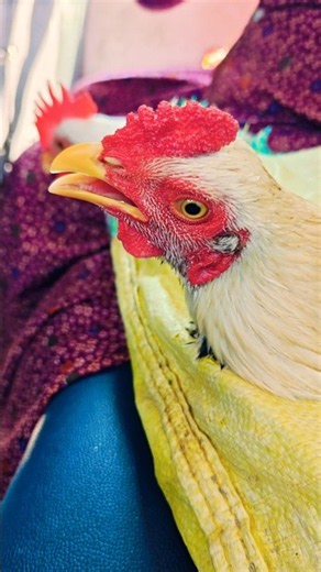 Cock