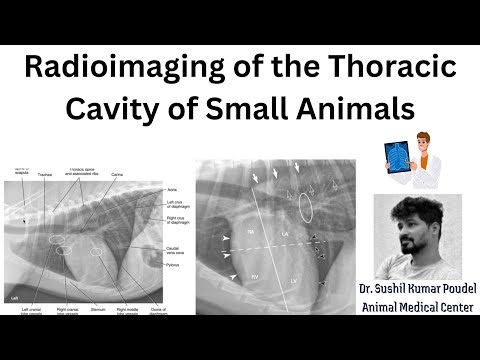 Radioimaging of Thoracic Cavity of Small Animals