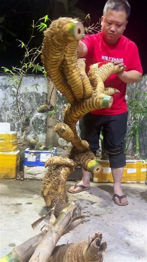 NATURE Or Alien? The Incredible World Of Shaped Bamboo Roots 🎋