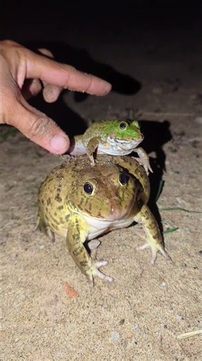 I can't catch a frog laughing | catch a frog for fun | prank catch frogs funny | froggy funny