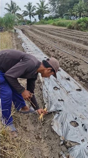The smart process of installing mulch plastic and planting plants -Agriculture farming #shorts