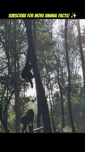 Did You Know Gibbons Are NOT Monkeys? 🤯 #trending #funny #nature