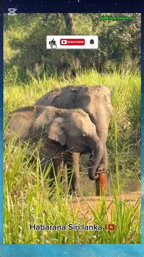 🐘 Majestic Elephant of Sri Lanka 🌿🇱🇰 #Shorts