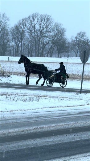 The Amish discovered me right away and came pulling up, I was at the Amish cemetery removing 🌺 💐 ￼