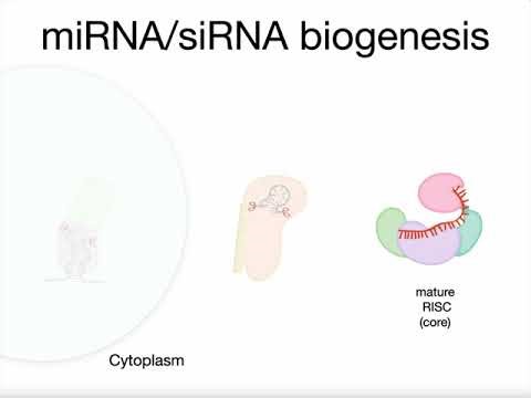 RNAi animation (not narrated)