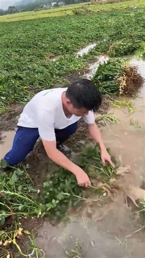Satisfying Peanut Harvesting Process 🥜💦 #shorts