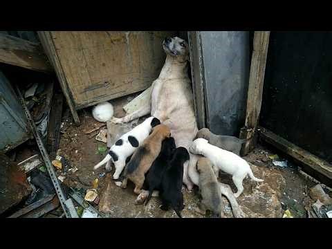 Even on the Brink of Death, the Exhausted Mother Dog Fights to Protect and Feed Her Puppies!