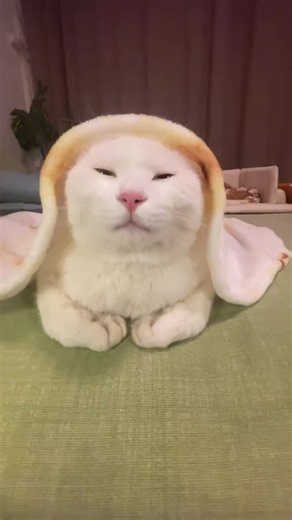 The kitten is sleeping, so cozy~ #cat #healing #hypnotic #sleep #Goodnight