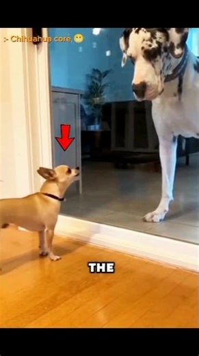 Tiny Chihuahua With BIG Anger Issues 😭🐶