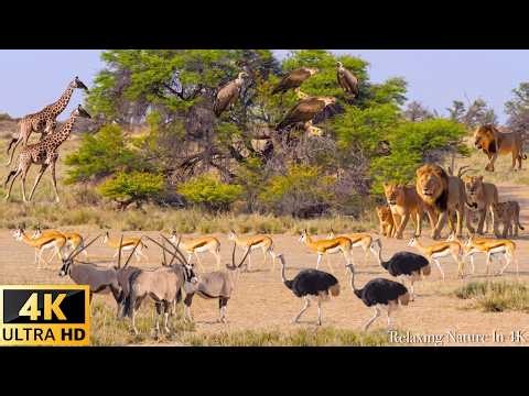 Survive the Wild: Ultimate African Wildlife 4K - Scenic Wildlife Film With African Music