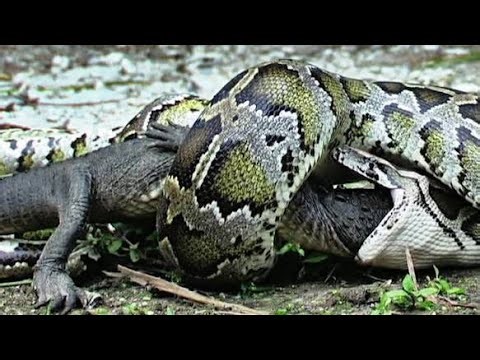 “Deadly Python Attack: Watch Prey Get Swallowed