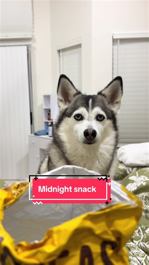 When you’re about to eat a midnight snack but forgot someone 😂🐶 #dog #dogowner #relatable #funny #fyp