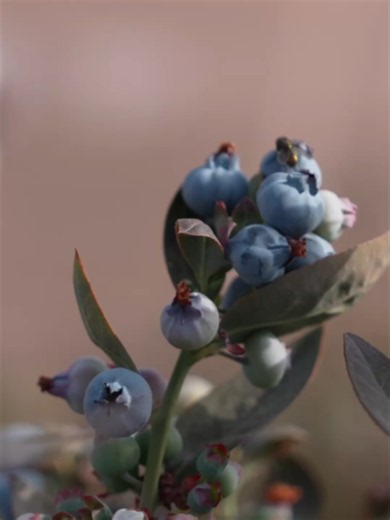 ¿Arándanos en pleno desierto? 🫐 Suena improbable, pero hoy la ciencia, la tecnología y el trabajo en terreno están empujando los límites de lo que creemos posible en la agricultura. En este video te mostramos cómo una fruta tan delicada puede adaptarse a condiciones extremas, y cómo luego puede disfrutarse fresca o en recetas simples que resaltan todo su potencial. Este contenido es un aporte junto a SQM. #CienciaYCocina #Arándanos
