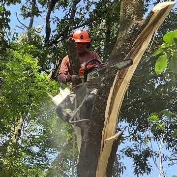 Dangerous Tree Pruning!