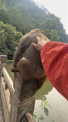 🐵 Monkey Bro Really Doesn't Want to Shake Hands! 😂