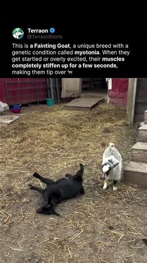 The World's Most Famous Fainting Goat 🐐