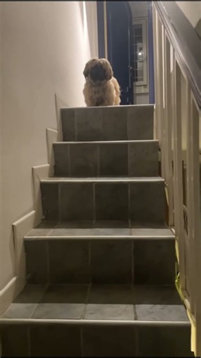 That moment when stairs are scary 🥺 #cane #cute #shorts #shihtzu
