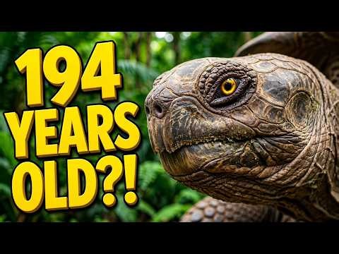 Jonathan the Tortoise: The 194-Year-Old Animal That May Hold the Key to Aging