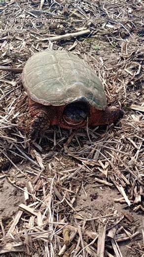 Huge Snapping Turtle Find In Nature #nature #turtle #outdoors