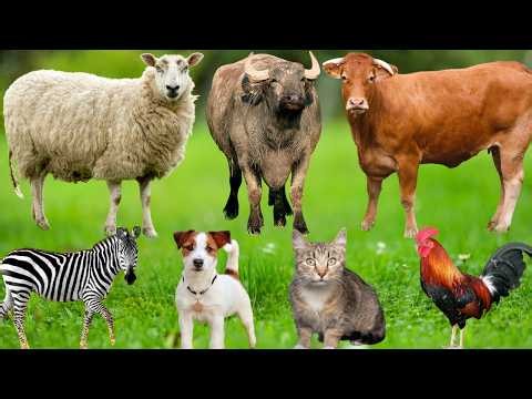 Beautiful Farm Animals: Elephant, Puppy, Chicken, Cat, Sheep, Cow, Duck, Deer – Animal Moments