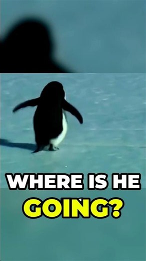 The Truth About The Nihilist Penguin