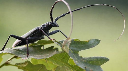 Close-Up Camera View Shows an Insect Rarely Notice