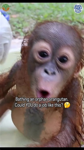 Baby Orangutan Has a Bath: Is This the Best Job Ever?