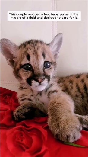 This couple rescued a lost baby puma in the middle of a field and decided to care for it.