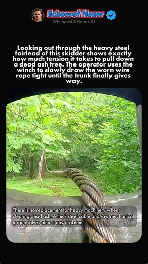 DROPPING DEAD TIMBER