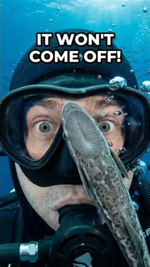 Don’t Freak Out If This Fish Sticks To You 🐟🛑