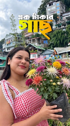 স্পাইডার চন্দ্রমল্লিকা দেখেছো কখনো?🤬#shorts #lifestyle #mountain #chandramallika #plants #gardening
