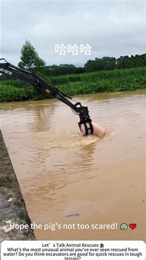 Excavator Rescues Pig from River – A Heavy-Duty Lifesaver 🚜🐷