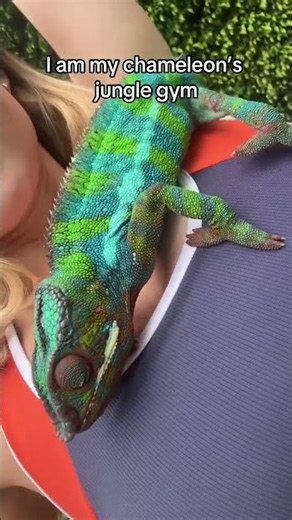 He woke up on the wrong side of the branch today🙄 #petchameleon #chameleon