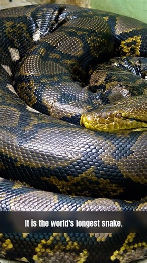 The reticulated python, the world's longest snake, swims at sea #animals #wildlife #nature