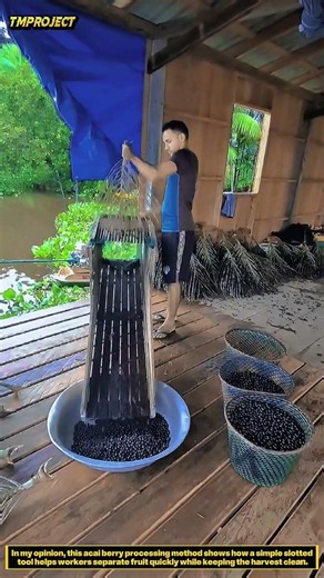 Manual Acai Berry Separator : How Tiny Fruits Are Collected